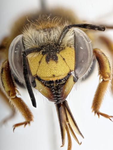 Anthidium cingulatum